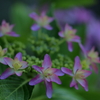 紫陽花③