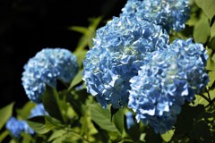 八幡山の紫陽花２