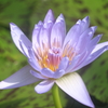 睡蓮～永遠