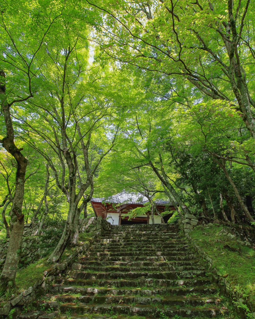 風と緑に誘われて④