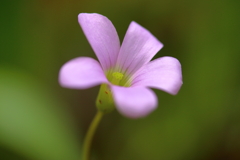 花一輪