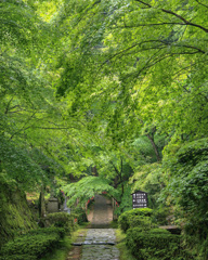 緑の参道