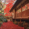 Temple of autumn leaves①～敷紅葉