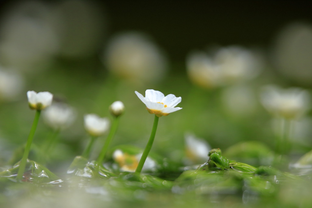 居醒の清水に咲く花⑤