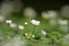 居醒の清水に咲く花⑤