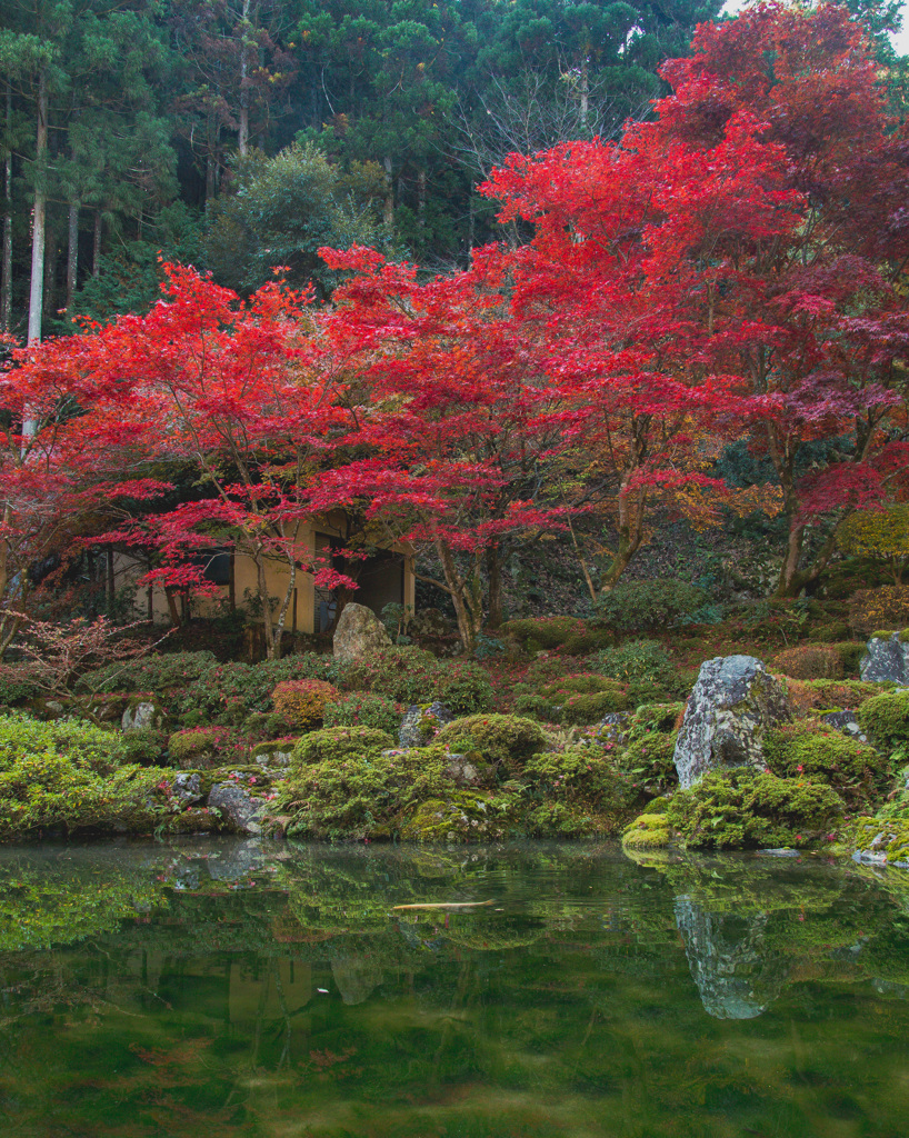 濃紅葉