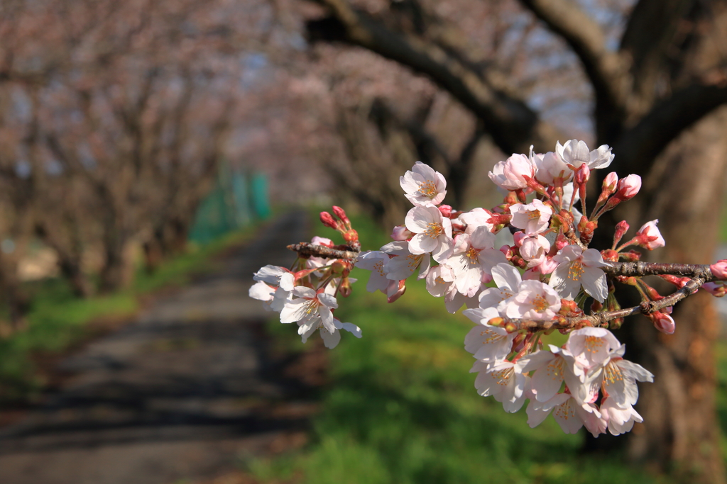 桜並木道で