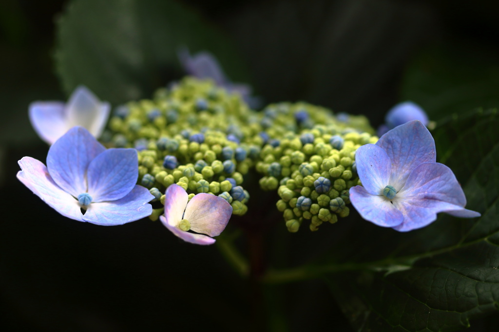 紫陽花