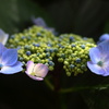 紫陽花