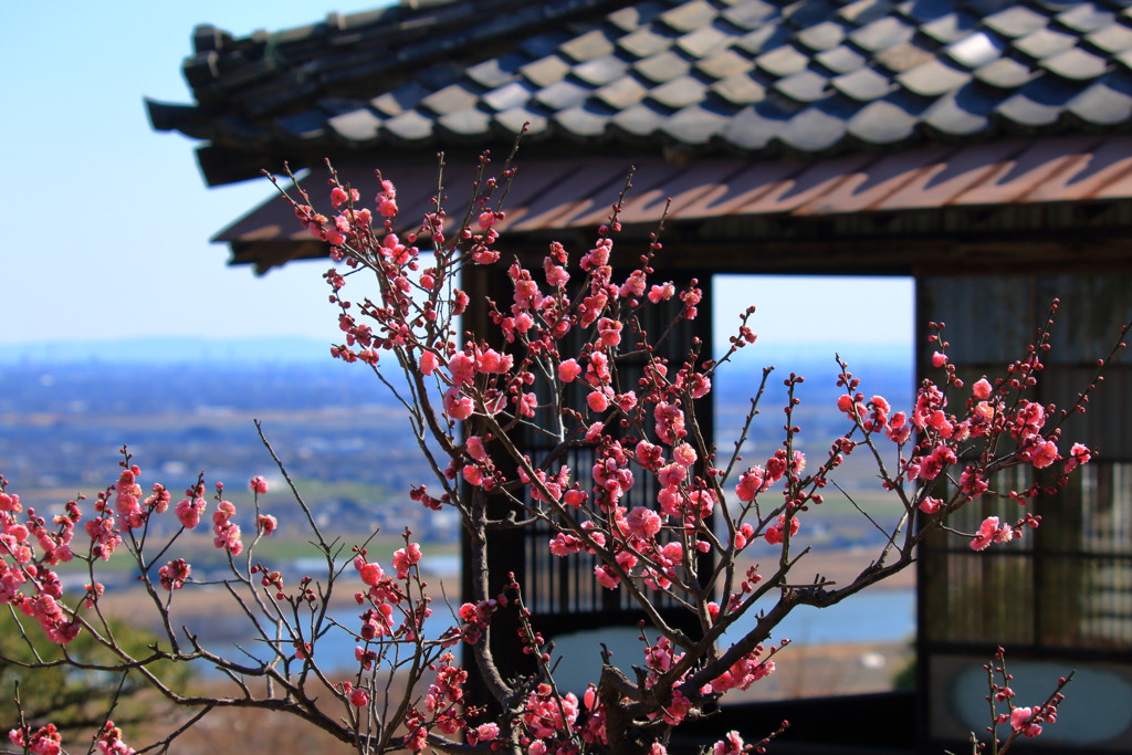 行基寺の梅