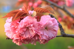 夕日に照らされて～八重桜