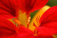 passion