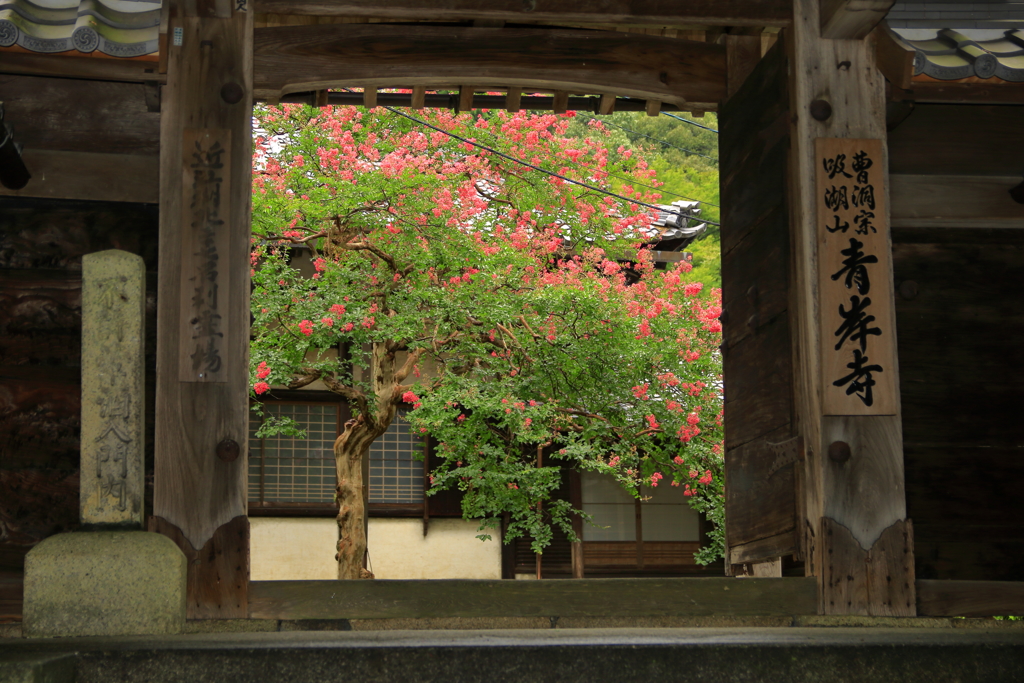 山門額縁の百日紅