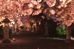 平成の花道