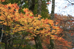 鶏足寺　紅葉