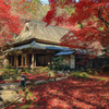 Temple of autumn leaves④～書院