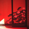 紅に染まる