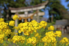 鎮守の菜の花