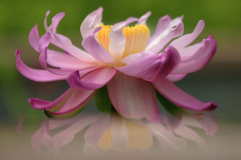気ままにREFLECTION