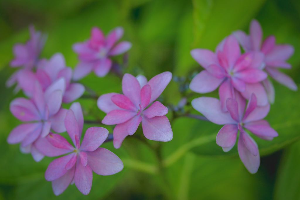 紫陽花⑤