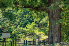 小石丸を呼ぶ木
