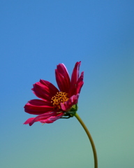 秋空と秋桜