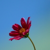 秋空と秋桜