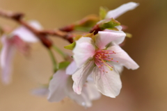 不断桜。