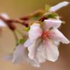不断桜。