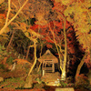 The last autumn leaves light up.
