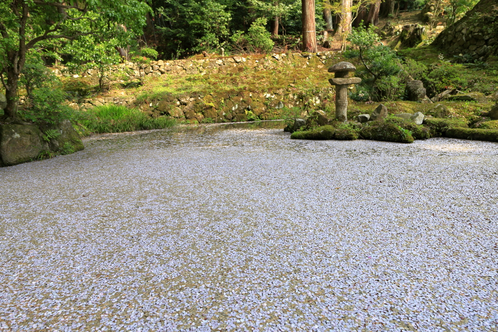散ってもなお④