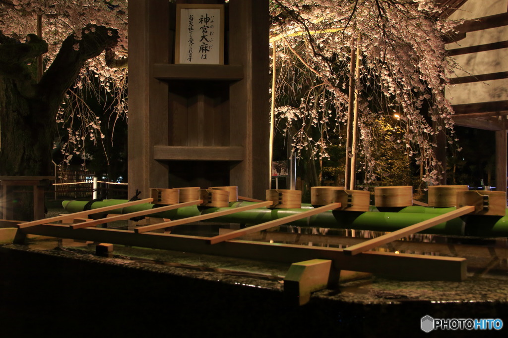 夜のお花見②