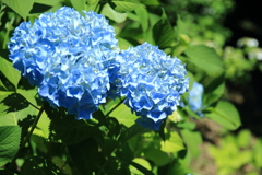 八幡山の紫陽花