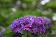 紫陽花の季節～紫夫人