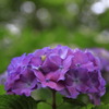 紫陽花の季節～紫夫人