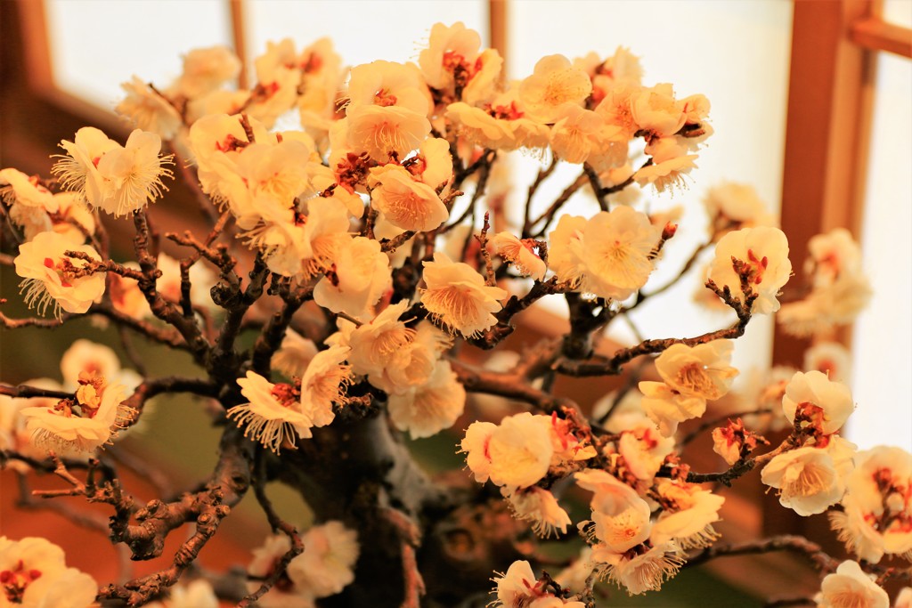 第66回長浜盆梅展④