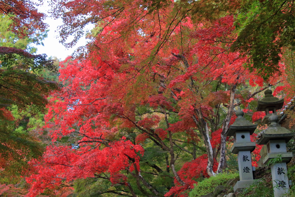 血染めの紅葉