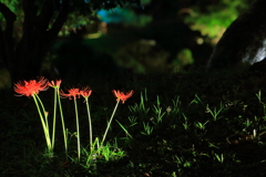 ここにいるぜぇ！曼殊沙華