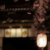 桜夜曲～Nocturne