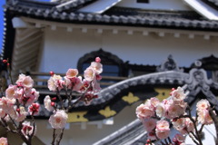 唐破風と梅