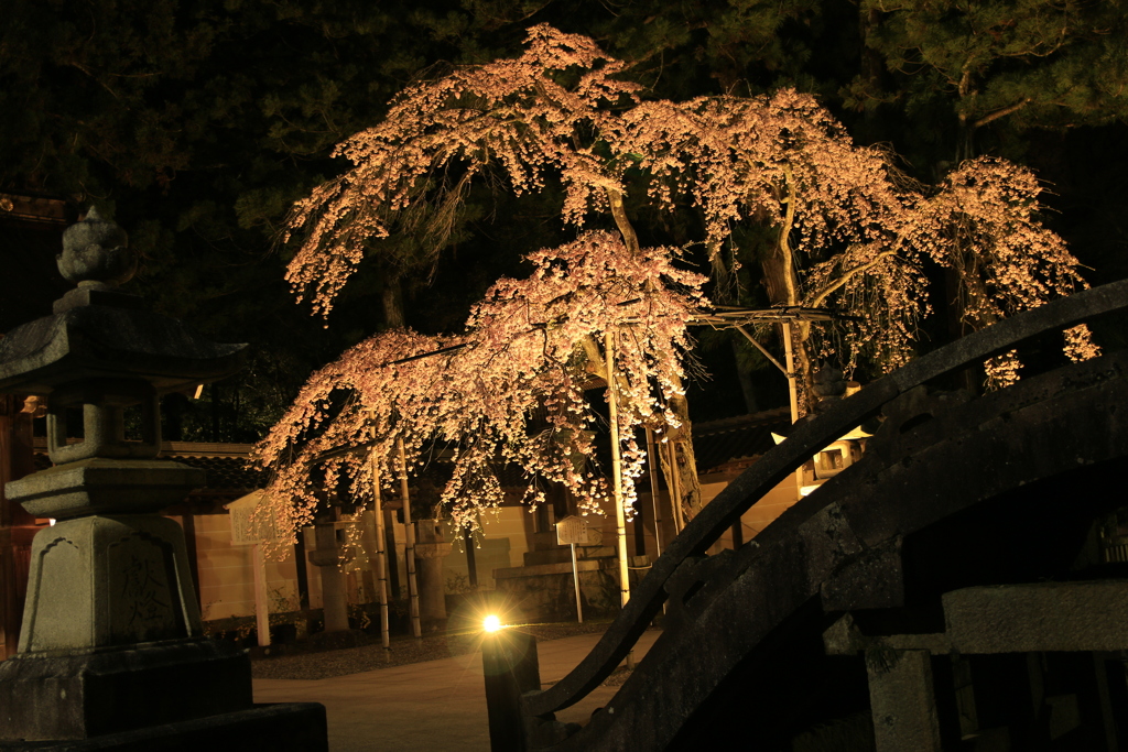 多賀大社　夜桜　2