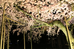 多賀大社　夜桜　4