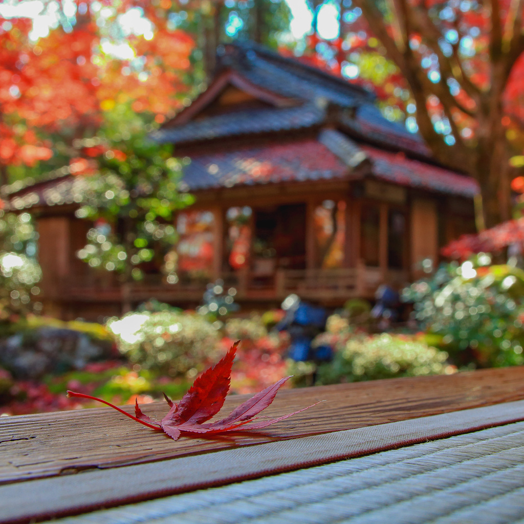 Temple of autumn leaves⑧～でしょー？