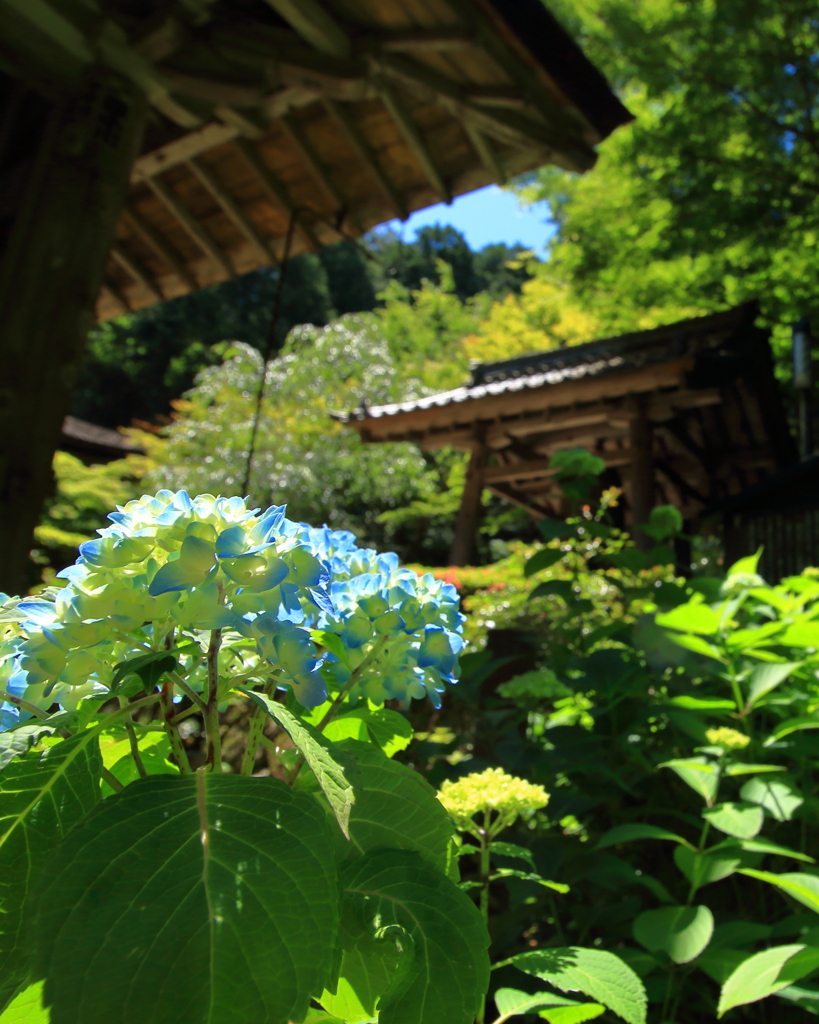 紫陽花