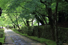緑のトンネル