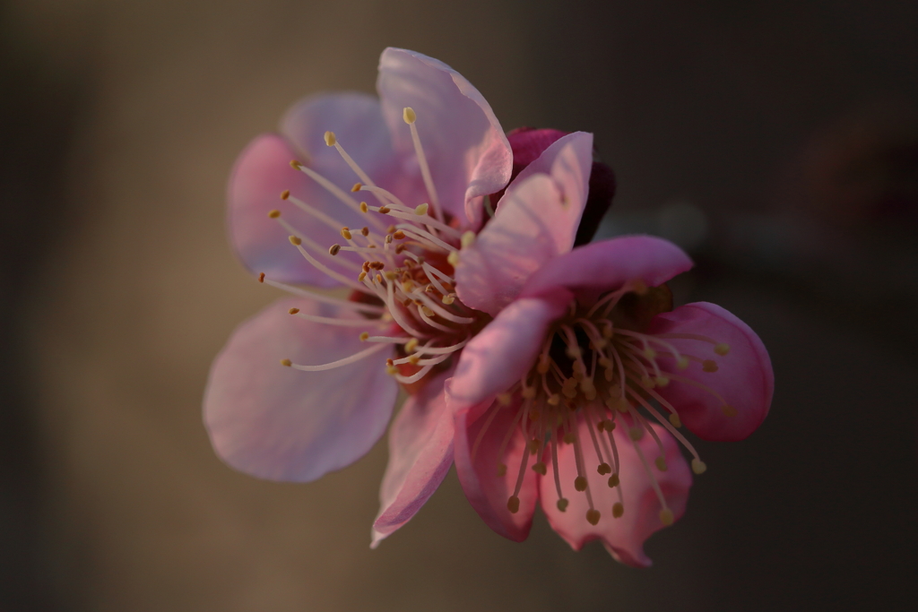 木の花