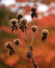 紅葉の芙蓉の寺④～変わりゆく季節