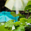 "rainy day"