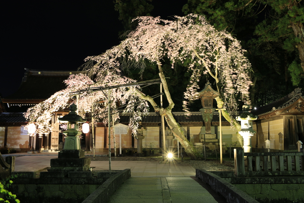 多賀大社　夜桜　3