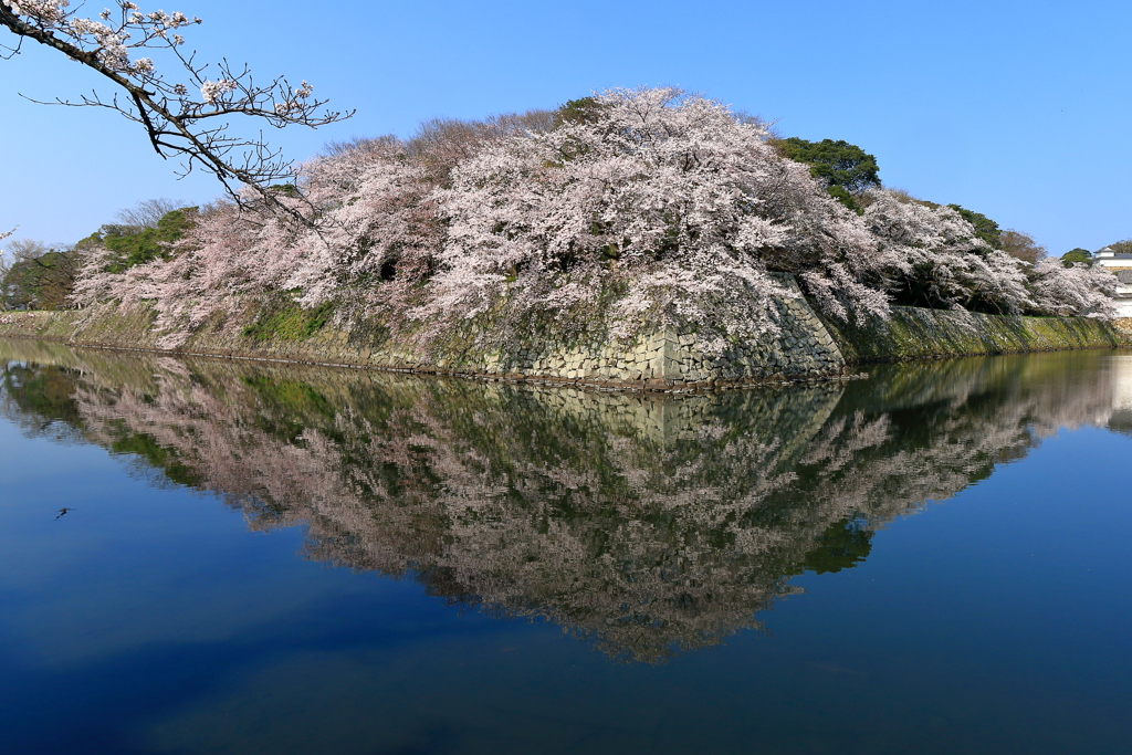 Perfect blue